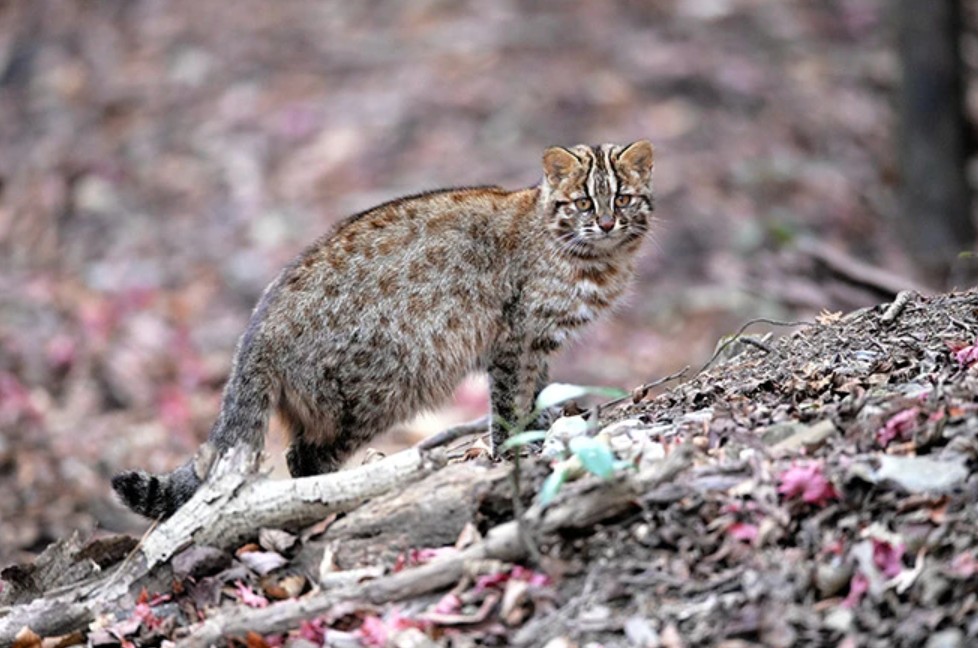 PFAS pollutants found in organs of endangered leopard cats