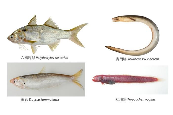 CityUHK scholar participates in global study revealing global food?safety risks in marine fish
