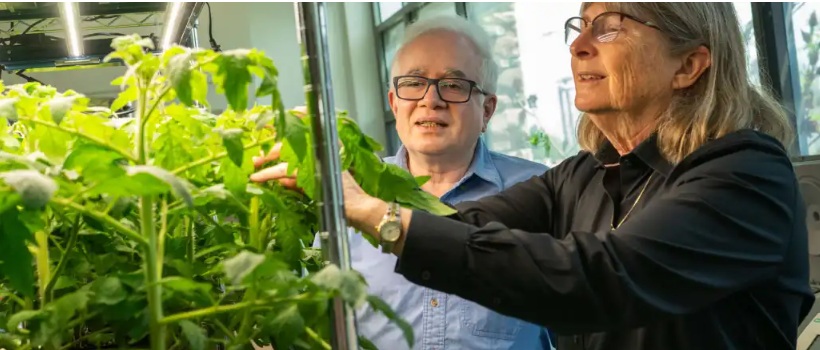 Scientists build first genetic “toggle switch” for plants, paving the way for smarter farming